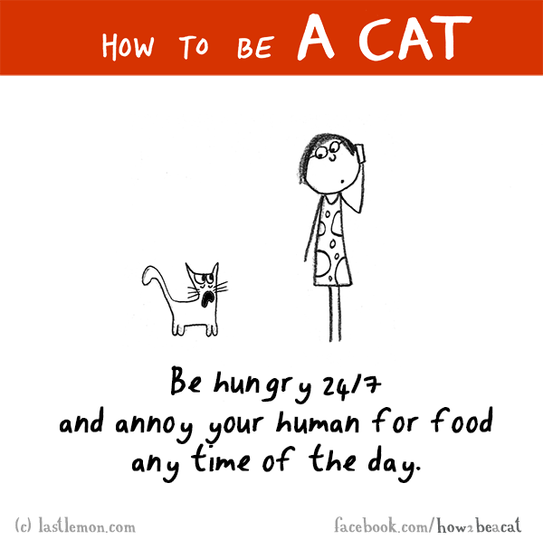 Cats...: HOW TO BE A CAT: Be hungry 24/7 and annoy your human for food any time of the day.