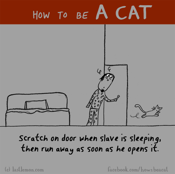 Cats...: HOW TO BE A CAT: Scratch on door when slave is sleeping, then run away as soon as he opens it.