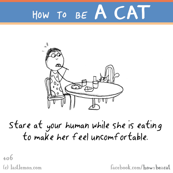 Cats...: HOW TO BE A CAT: Stare at your human while she is eating to make her feel uncomfortable.