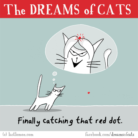 Cats...: THE DREAMS OF CATS: Finally catching that red dot