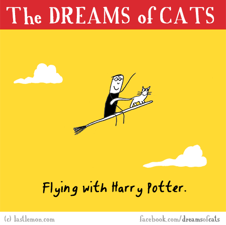 Cats...: THE DREAMS OF CATS: Flying with Harry Potter