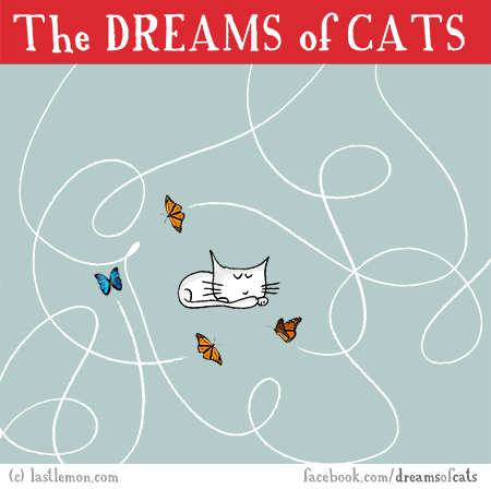 Cats...: THE DREAMS OF CATS: Butterflies