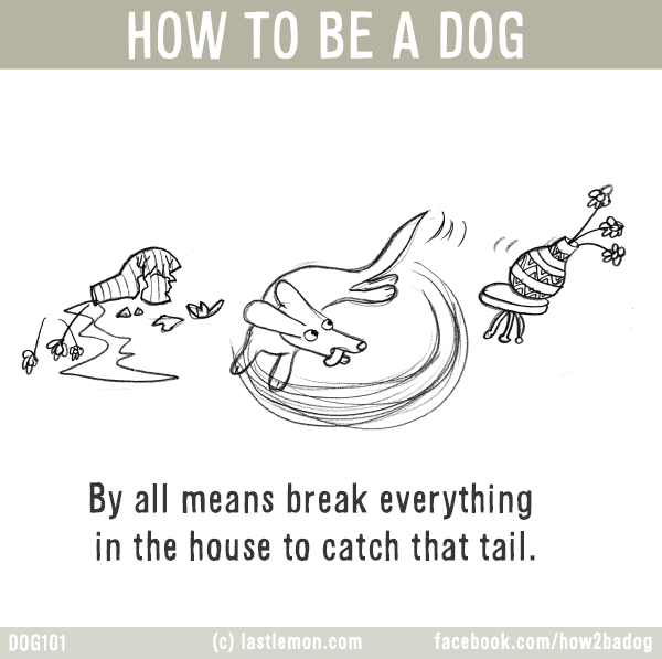 Dogs...: HOW TO BE A DOG: By all means break everything  in the house to catch that tail.
