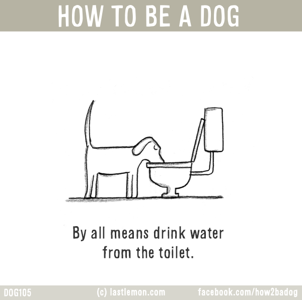 Dogs...: HOW TO BE A DOG: By all means drink water from the toilet.