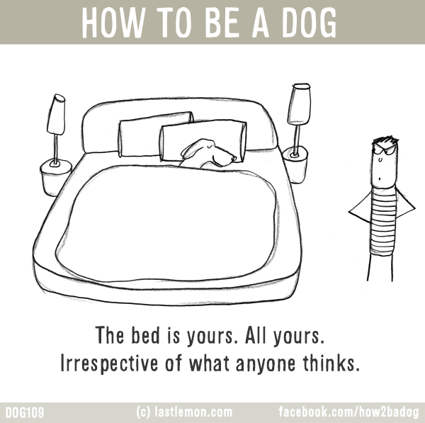 Dogs...: HOW TO BE A DOG: The bed is yours. All yours. Irrespective of what anyone thinks.