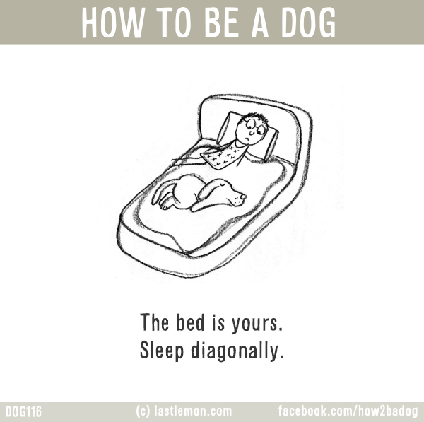 Dogs...: HOW TO BE A DOG: The bed is yours. Sleep diagonally.