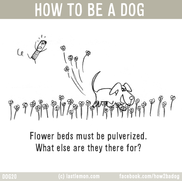 Dogs...: HOW TO BE A DOG: Flower beds must be pulverized. What else are they there for?
