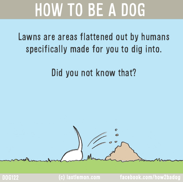 Dogs...: HOW TO BE A DOG: Lawns are areas flattened out by humans specifically made for you to dig into. Did you not know that?