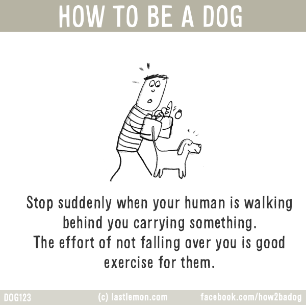 Dogs...: HOW TO BE A DOG: Stop suddenly when your human is walking behind you carrying something. The effort of not falling over you is good exercise for them.