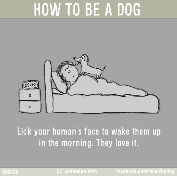 Dogs...: HOW TO BE A DOG: Lick your human's face to wake them up in the morning. They love it.