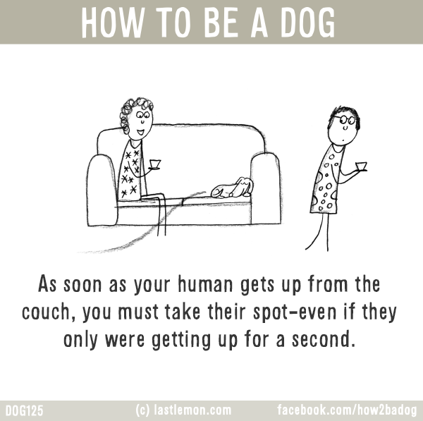 Dogs...: HOW TO BE A DOG: As soon as your human gets up from the couch, you must take their spot-even if they only were getting up for a second.
