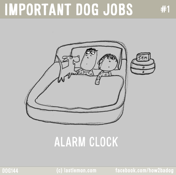 Dogs...: IMPORTANT DOG JOBS #1: ALARM CLOCK