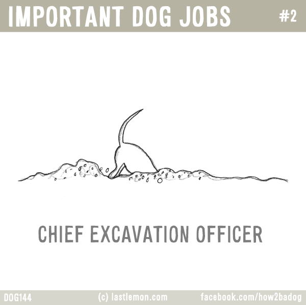 Dogs...: IMPORTANT DOG JOBS #2: CHIEF EXCAVATION OFFICER