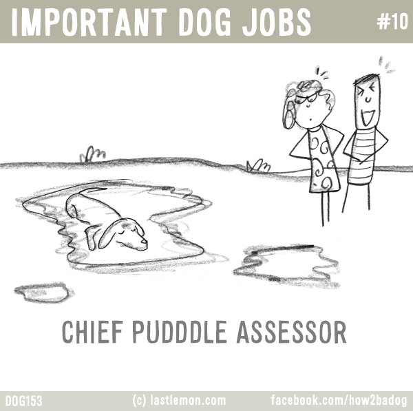 Dogs...: IMPORTANT DOG JOBS #10: CHIEF PUDDDLE OFFICER