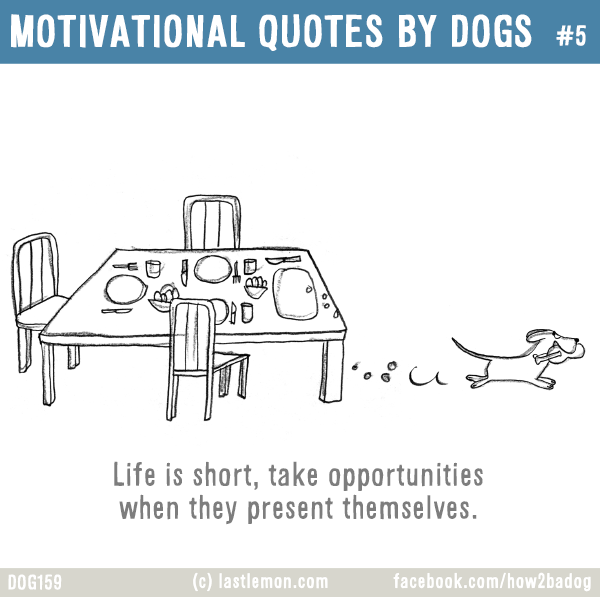 Dogs...: MOTIVATIONAL QUOTES BY DOGS #5: Life is short, take opportunities when they present themselves.