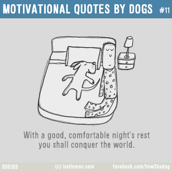 Dogs...: MOTIVATIONAL QUOTES BY DOGS #11: With a good, comfortable night's rest you shall conquer the world.