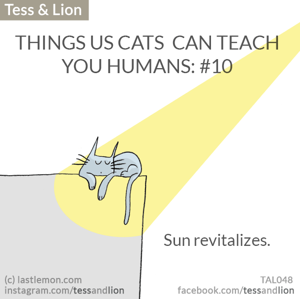Tess and Lion: THINGS US CATS  CAN TEACH YOU HUMANS: #10 - Sun revitalizes.