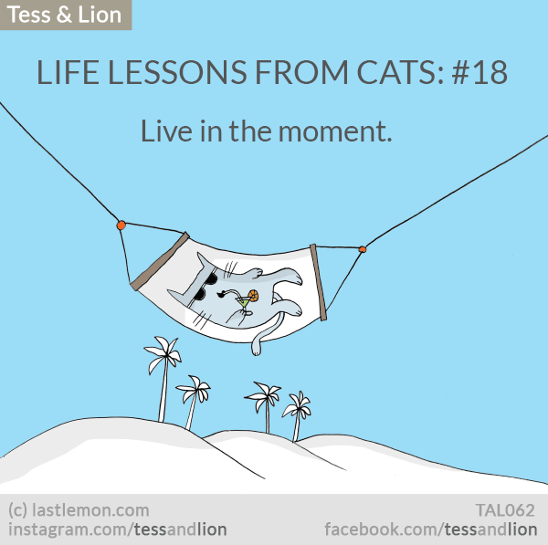 Tess and Lion: LIFE LESSONS FROM CATS: #18 - Live in the moment.