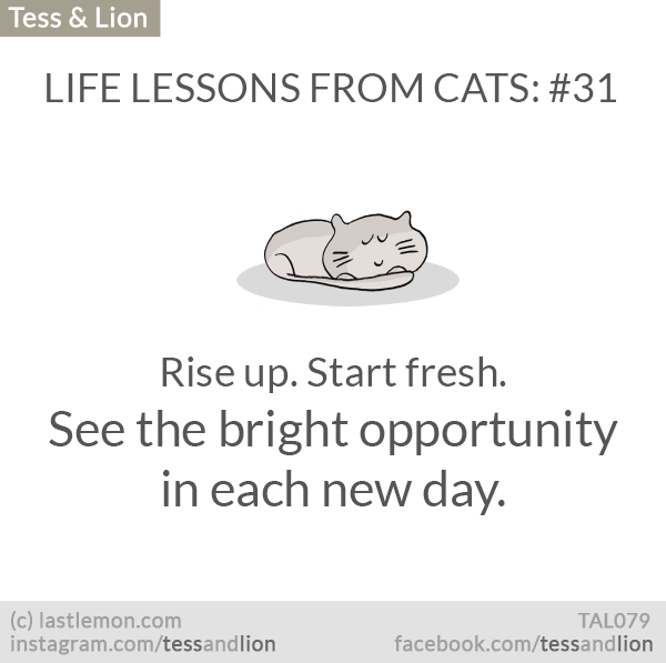 Tess and Lion: LIFE LESSONS FROM CATS: #31 - Rise up. Start fresh. See the bright opportunity in each new day.