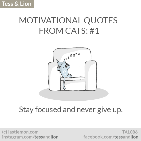 Tess and Lion: MOTIVATIONAL QUOTES FROM CATS: #1 - Stay focused and never give up.

