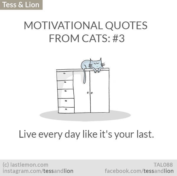 Tess and Lion: MOTIVATIONAL QUOTES FROM CATS: #3 - Live every day like it's your last.