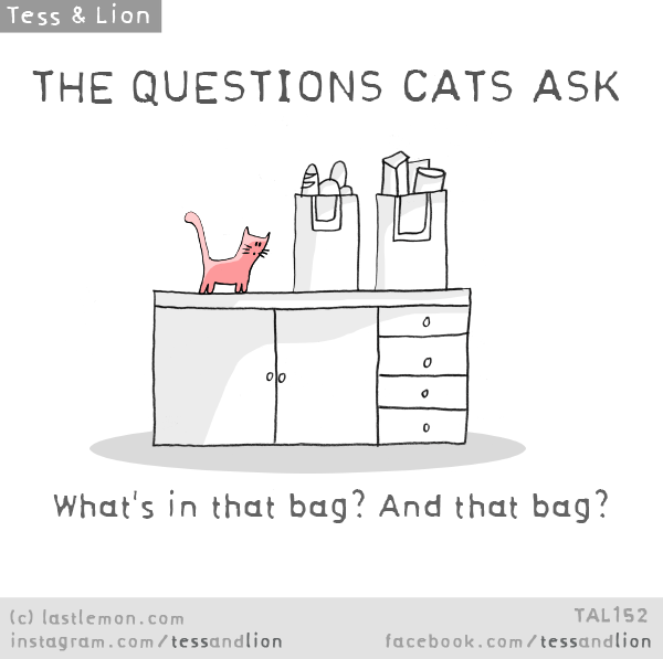 Tess and Lion: THE QUESTIONS CATS ASK: What's in that bag? And that bag?
