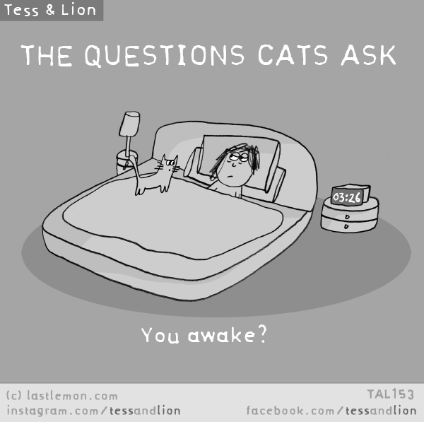 Tess and Lion: THE QUESTIONS CATS ASK: You awake?