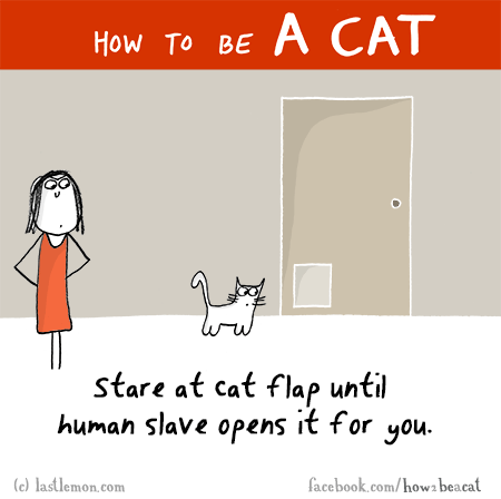 Cats...: HOW TO BE A CAT: Stare at cat flap until human slave opens it for you.