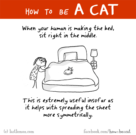 Cats...: HOW TO BE A CAT: Why sleep alone when you can sleep on a human’s face?