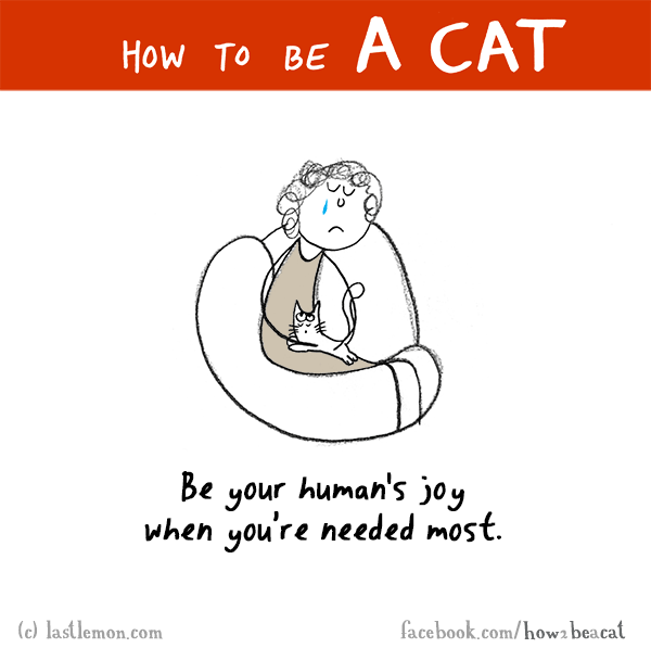 Cats...: HOW TO BE A CAT: Be your human's joy when you’re needed most.