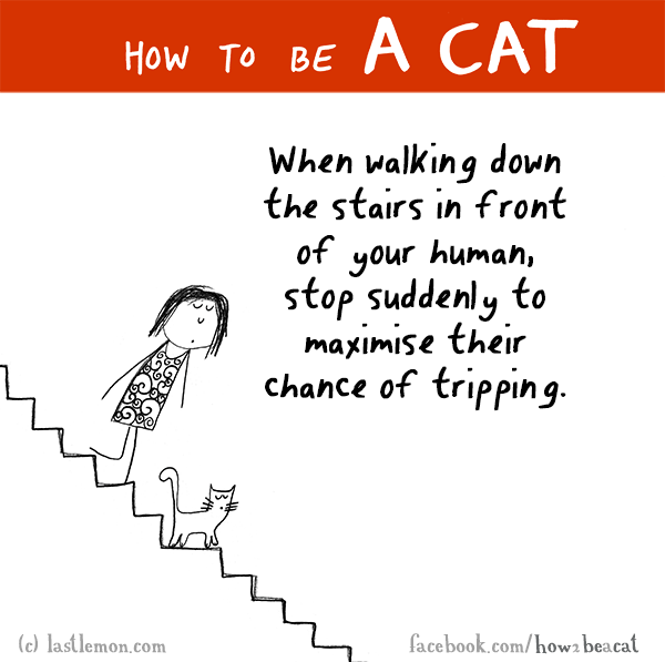 Cats...: HOW TO BE A CAT: When walking down the stairs in front of your human, stop suddenly to maximise their chance of tripping.