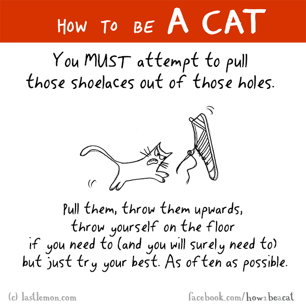 Cats...: HOW TO BE A CAT: You MUST attempt to pull those shoelaces out of those holes.Pull them, throw them upwards, throw yourself on the floor if you need to (and you will surely need to) but just try your best. As often as possible.