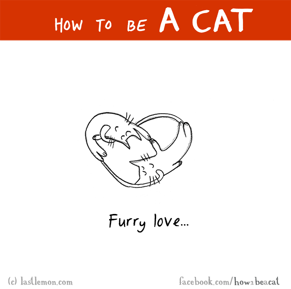 Cats...: HOW TO BE A CAT: Furry love