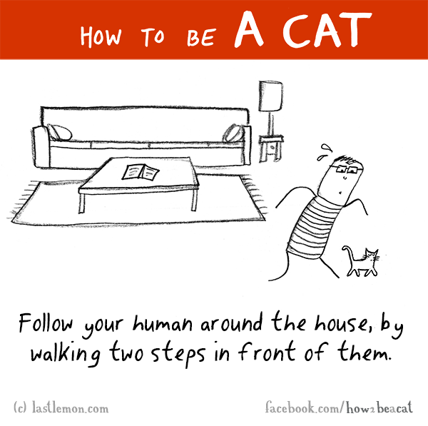 Cats...: HOW TO BE A CAT: Follow your human around the house, by walking two steps in front of them.
