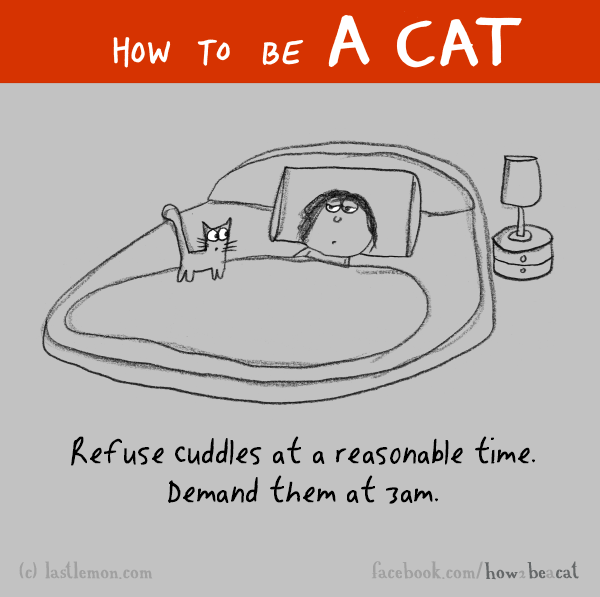 Cats...: HOW TO BE A CAT: Refuse cuddles at a reasonable time. Demand them at 3am.