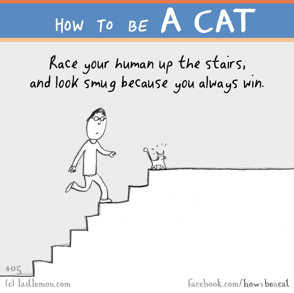Cats...: HOW TO BE A CAT: Race your human up the stairs, and look smug because you always win.