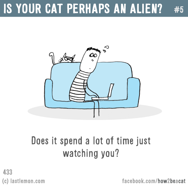 Cats...: IS YOUR CAT PERHAPS AN ALIEN? #5: Does it spend a lot of time just watching you?