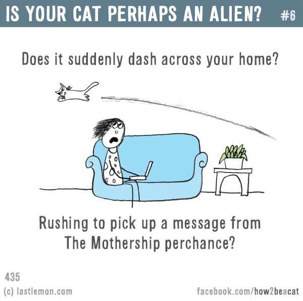 Cats...: IS YOUR CAT PERHAPS AN ALIEN? Does it suddenly dash across your home?  Rushing to pick up a message from  The Mothership perchance?
