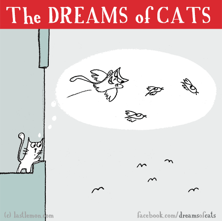 Cats...: THE DREAMS OF CATS: Flight