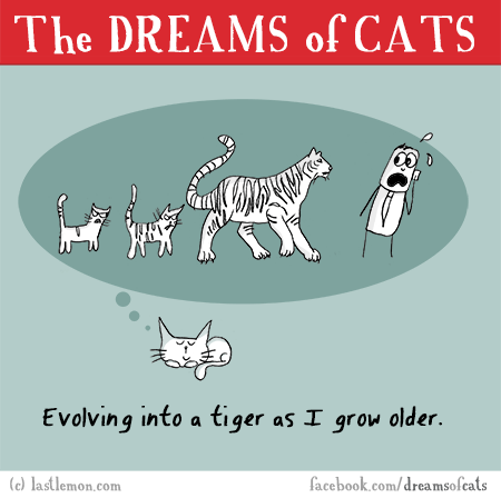 Cats...: THE DREAMS OF CATS: Evolving into a tiger as I grow older