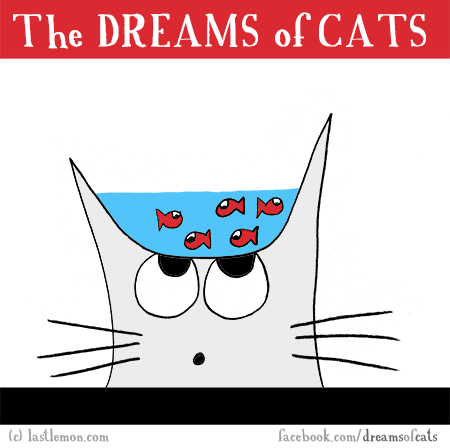 Cats...: THE DREAMS OF CATS: Fishies