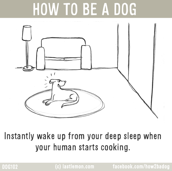 Dogs...: HOW TO BE A DOG: Instantly wake up from your deep sleep when your human starts cooking. 