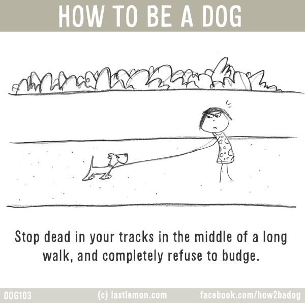 Dogs...: HOW TO BE A DOG: Stop dead in your tracks in  the middle of a long walk, and completely refuse to budge.