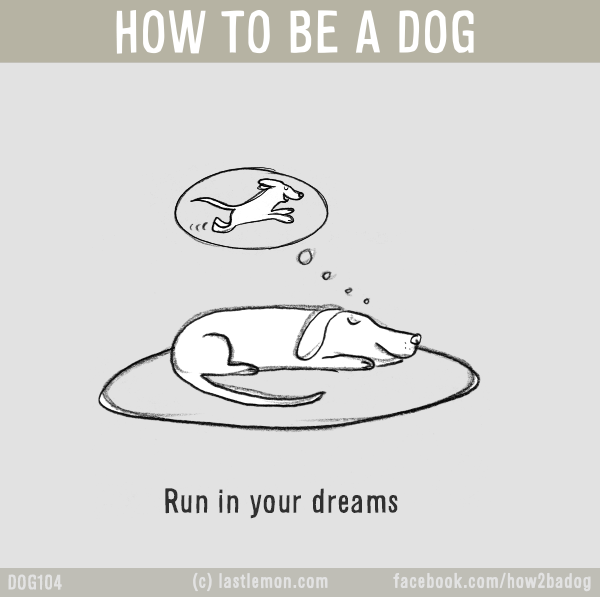 Dogs...: HOW TO BE A DOG: Run in your dreams