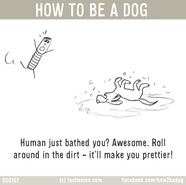 Dogs...: HOW TO BE A DOG: Human just bathed you? Awesome. Roll around in the dirt - it'll make you prettier!
