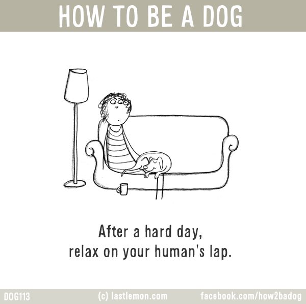 Dogs...: HOW TO BE A DOG: After a hard day, relax on your human's lap. 