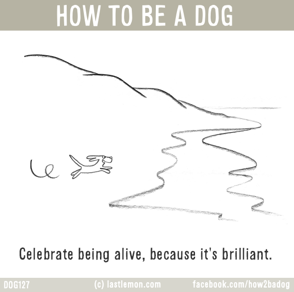 Dogs...: HOW TO BE A DOG: Celebrate being alive, because it's brilliant.