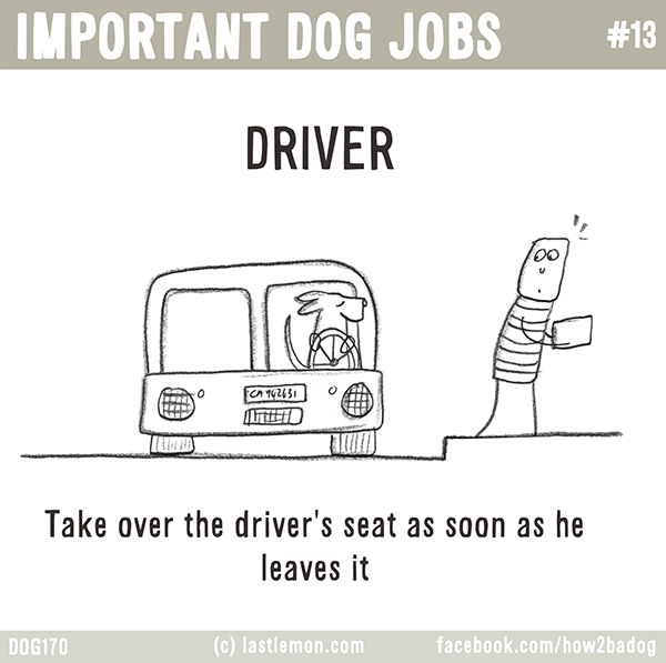Dogs...: IMPORTANT DOG JOBS: DRIVER