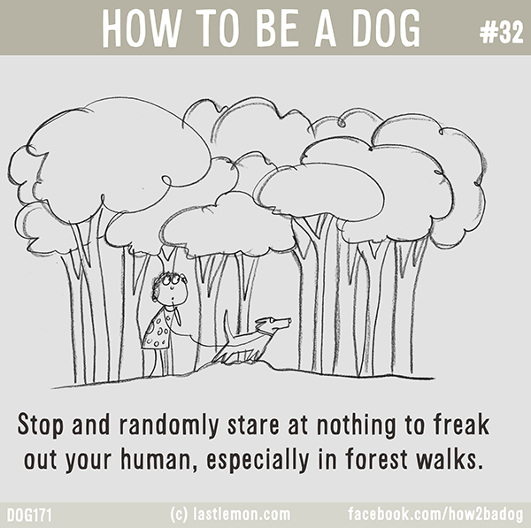 Dogs...: IMPORTANT DOG JOBS: Stop and randomly stare at nothing to freak out your human, especially in forest walks.