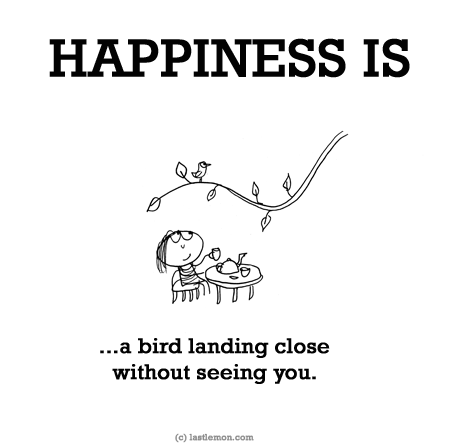 Happiness: HAPPINESS IS...a bird landing close without seeing you.